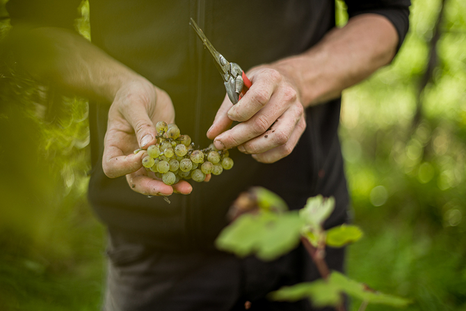 Weinlese Handlese Weintraube Wachau https://www.joseffischer.at