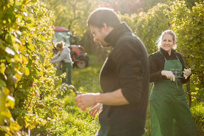 Josef und Katja Fischer Weinlese Wachau https://www.joseffischer.at