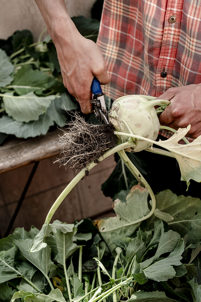 Kohl ernten und Wurzel schneiden