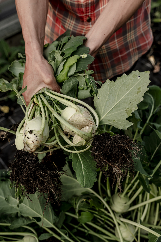 Kohl ernten